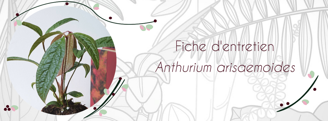 Fiche d'entretien Anthurium arisaemoides