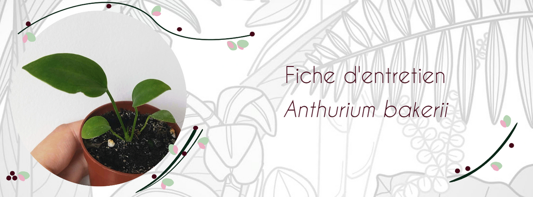 Fiche d'entretien Anthurium bakeri