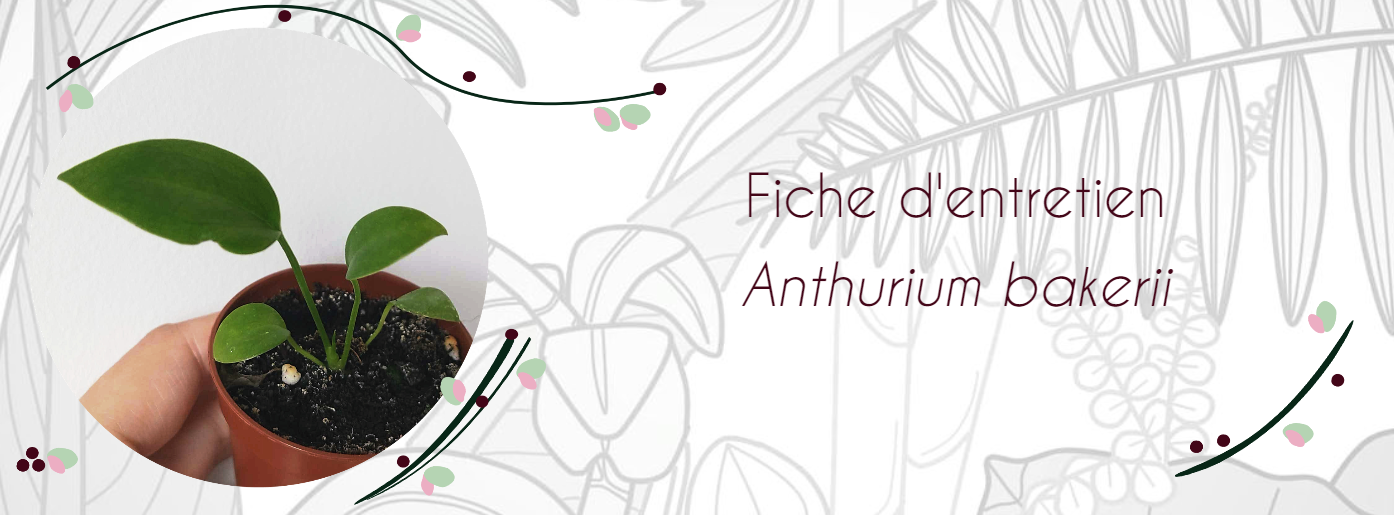 Fiche d'entretien Anthurium bakeri