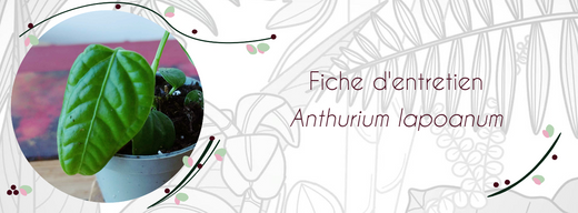 Fiche d'entretien Anthurium lapoanum