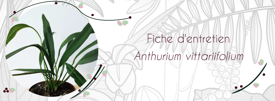 Fiche d'entretien Anthurium vittariifolium