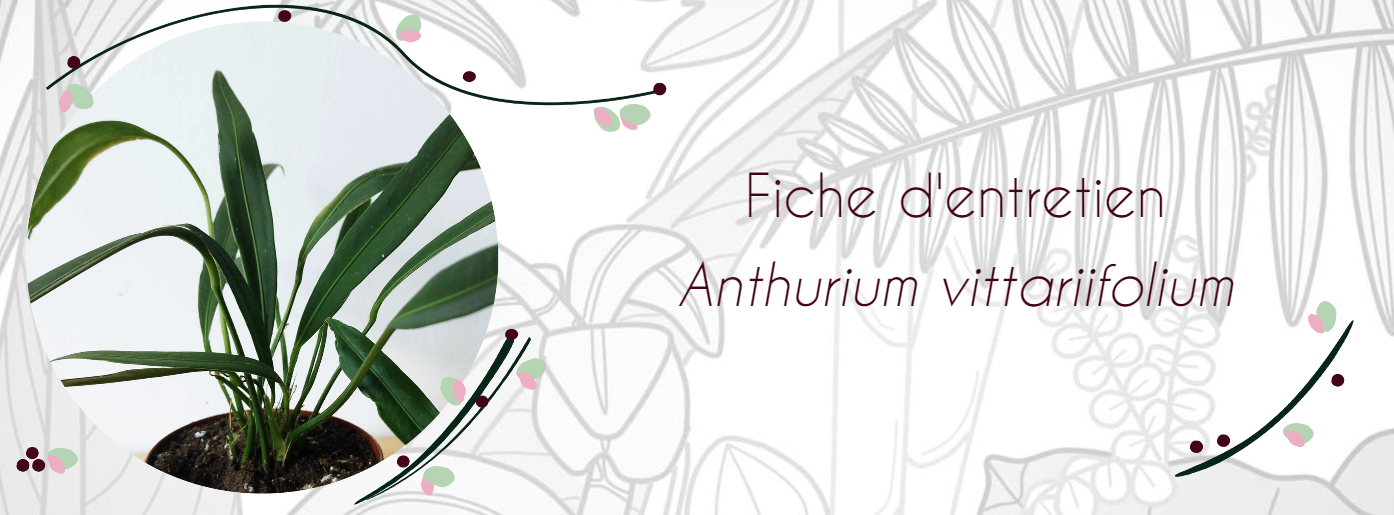 Fiche d'entretien Anthurium vittariifolium