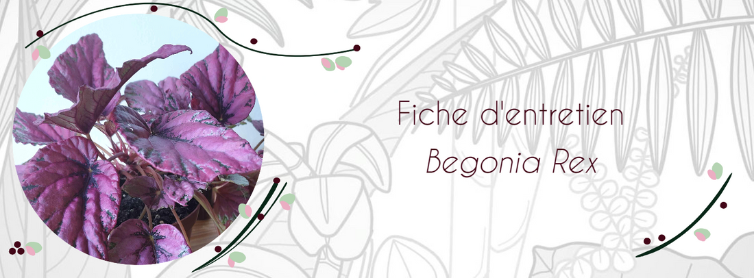 Fiche d'entretien Begonia rex
