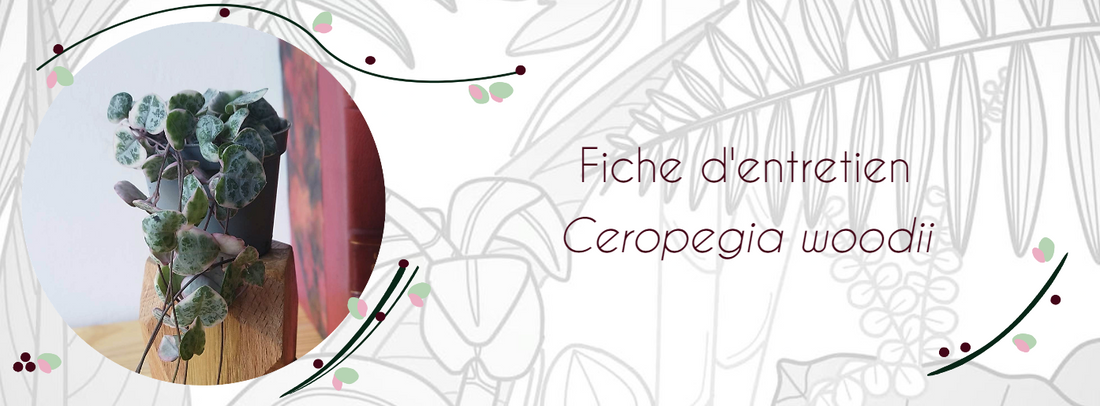 Fiche d'entetien Ceropegia woodii