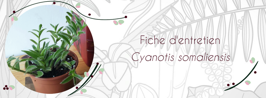 Fiche d'entretien Cyanotis somaliensis