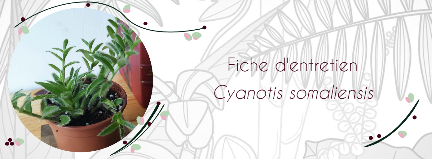 Fiche d'entretien Cyanotis somaliensis