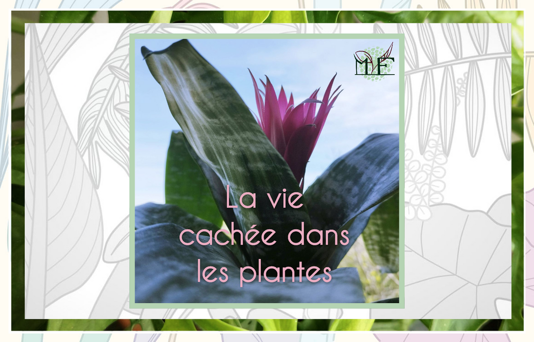 Les phytotelmes : La vie cachée dans les plantes