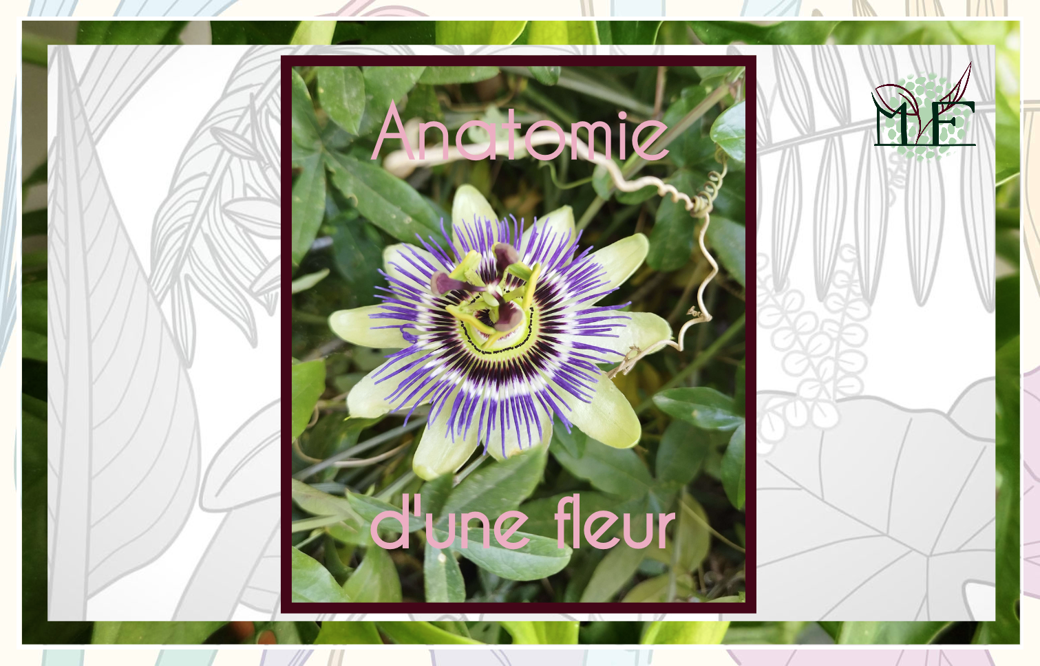 Anatomie d'une fleur