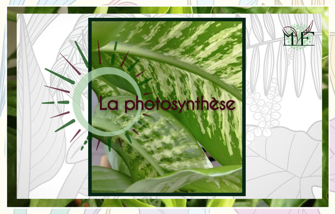Comment marche la photosynthèse ?