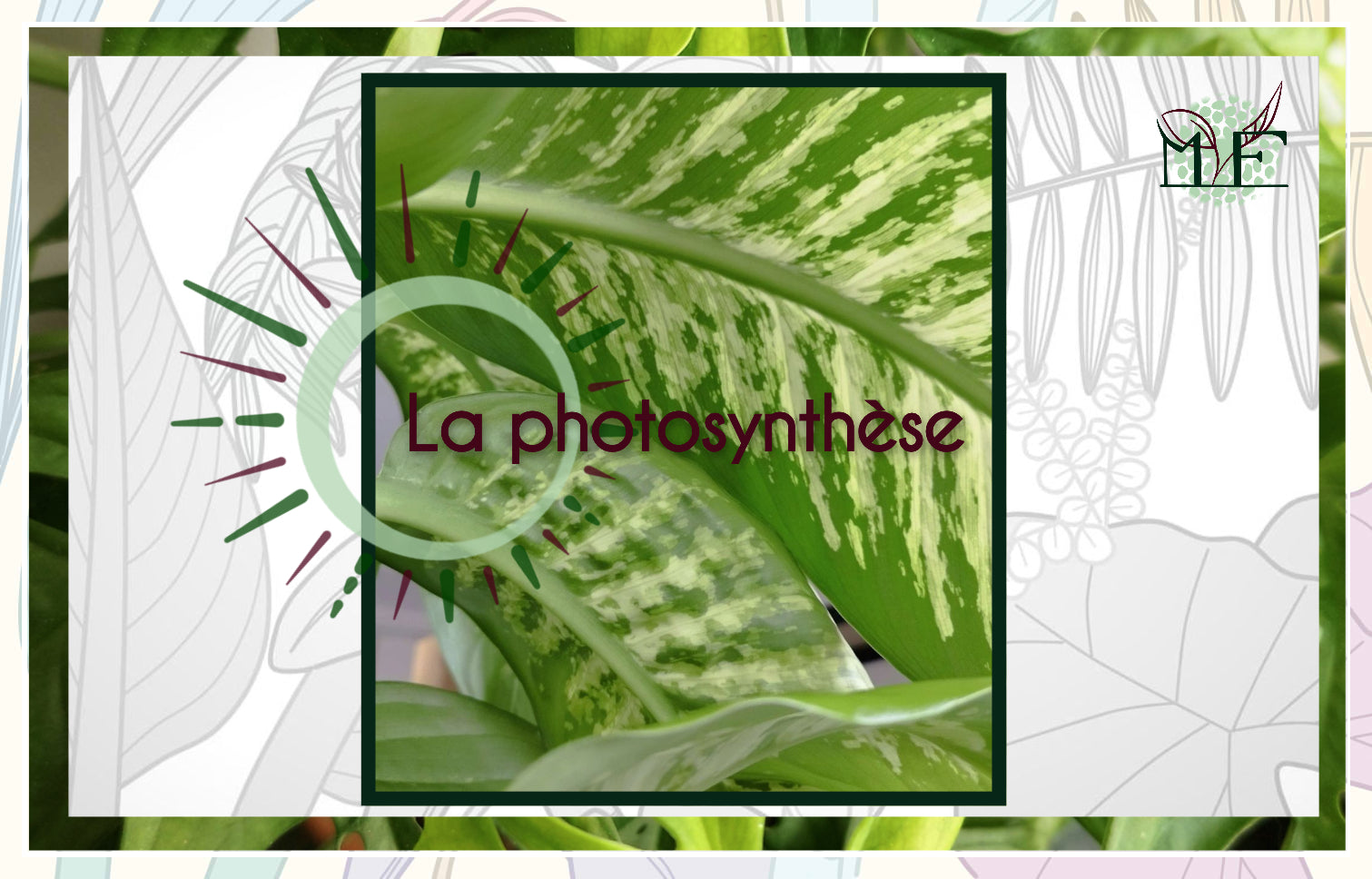 Comment marche la photosynthèse ?