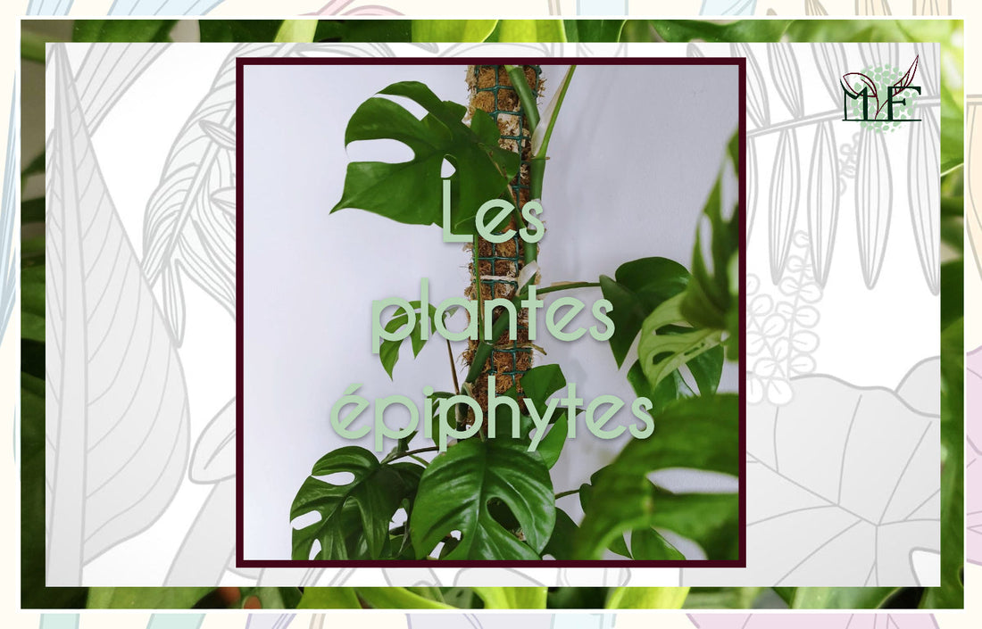 Les plantes épiphytes