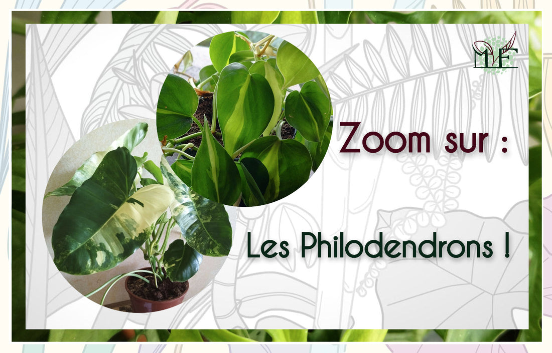 Zoom sur : Les Philodendrons !