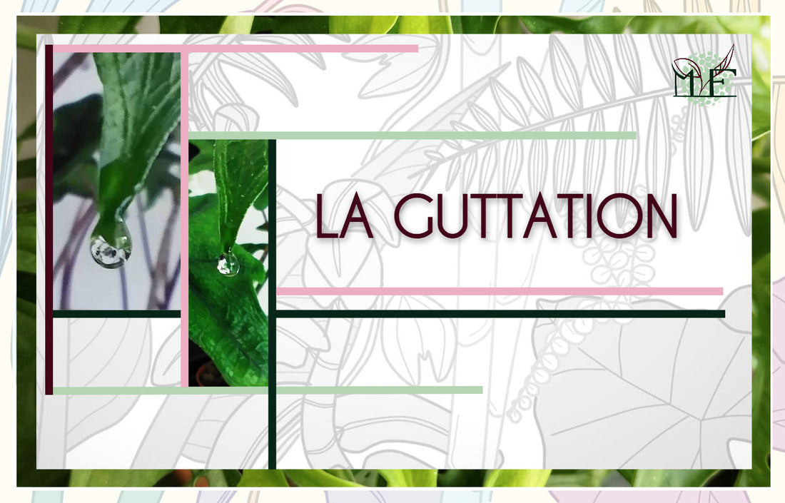 La Guttation