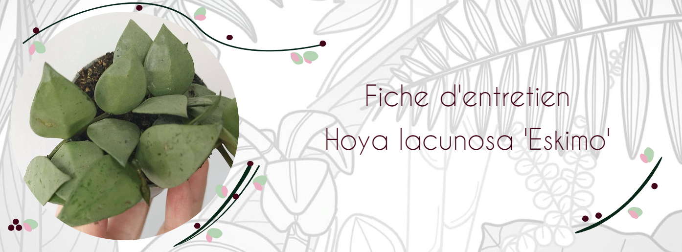 Fiche d'entretien Hoya lacunosa