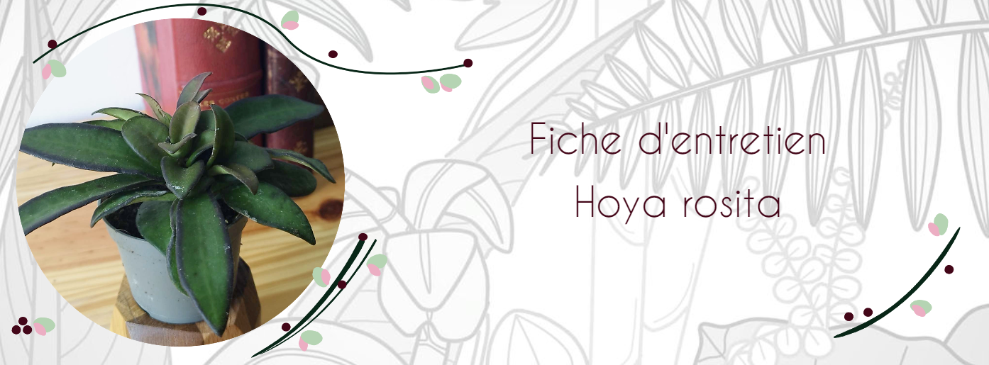 Fiche d'entetien Hoya rosita