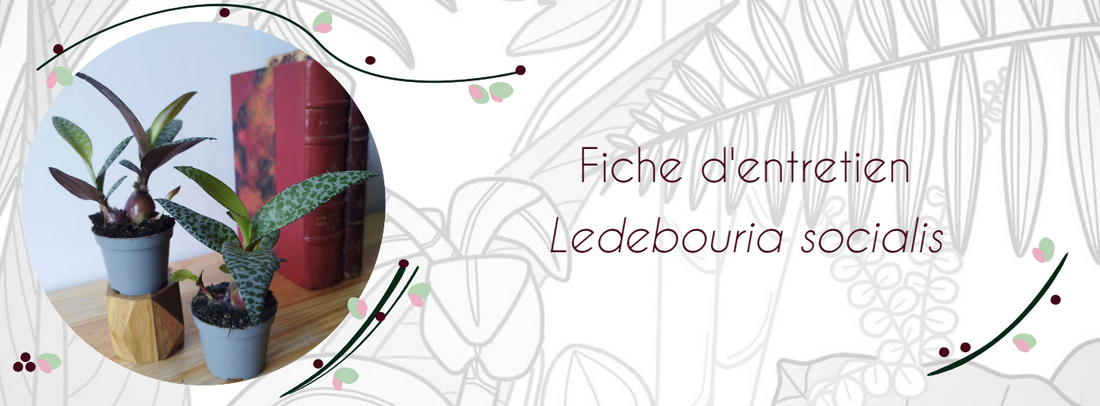 Fiche d'entretien Ledebouria socialis