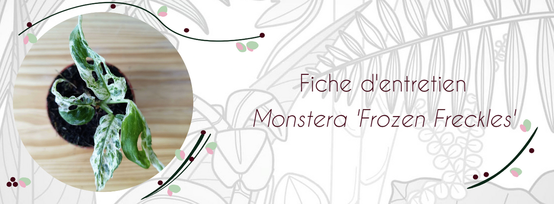 Fiche d'entretien Monstera "Frozen Freckles"