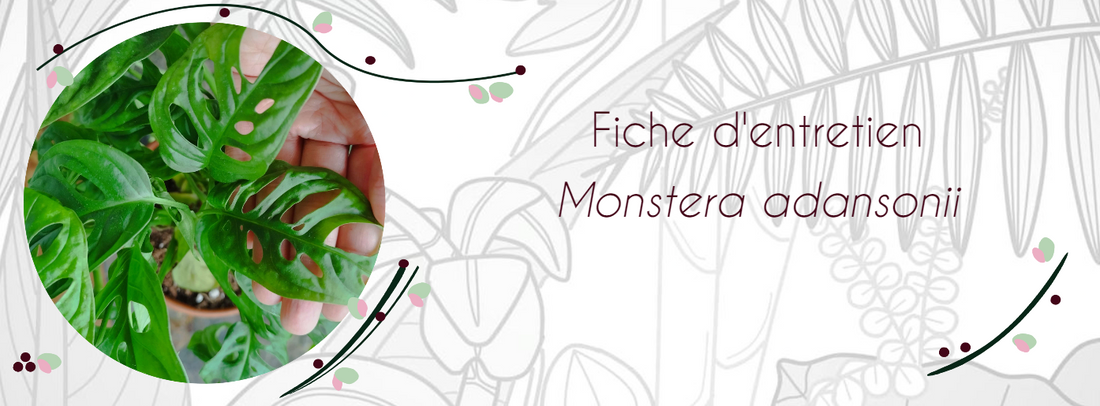 Fiche d'entretien Monstera adansonii