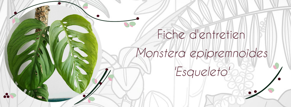 Fiche d'entretien Monstera epipremnoides 'Esqueleto'