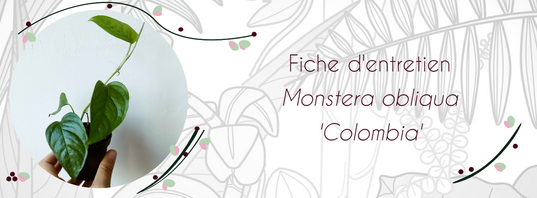 Fiche d'entretien Monstera obliqua 'Colombia'