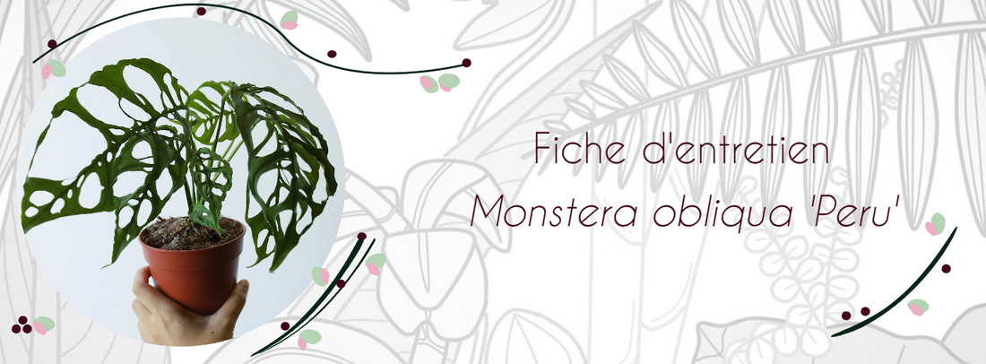 Fiche d'entretien Monstera obliqua 'peru'