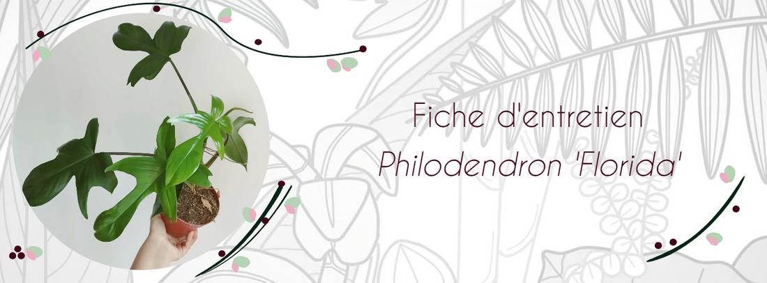 Fiche d'entretien Philodendron "Florida Green"