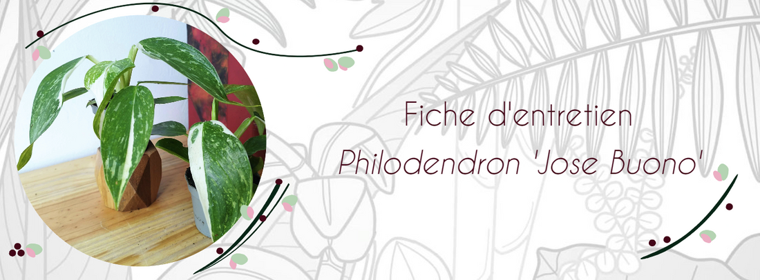 Fiche d'entretien Philodendron 'Jose Buono'