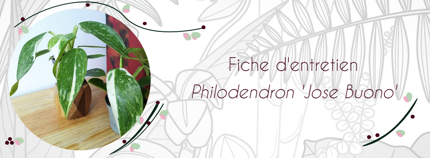 Fiche d'entretien Philodendron 'Jose Buono'