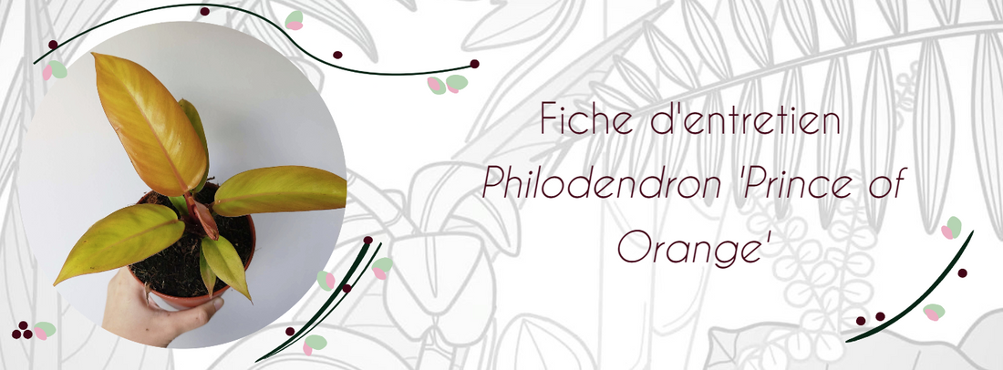 Fiche d'entretien Philodendron "Prince of Orange"
