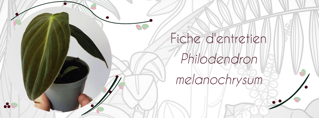 Fiche d'entretien Philodendron melanochrysum