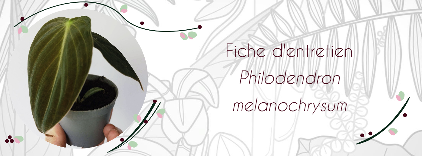 Fiche d'entretien Philodendron melanochrysum