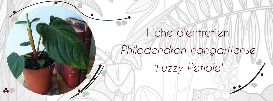 Fiche d'entretien Philodendron nangaritense