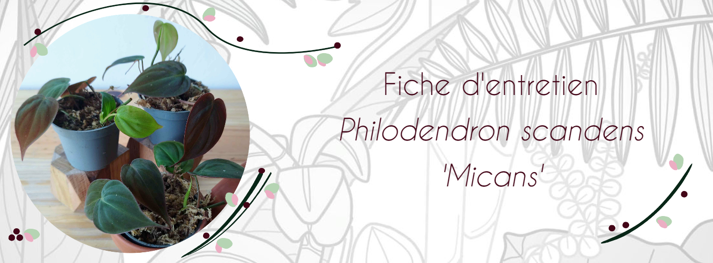 Fiche d'entretien Philodendron scandens 'Micans'