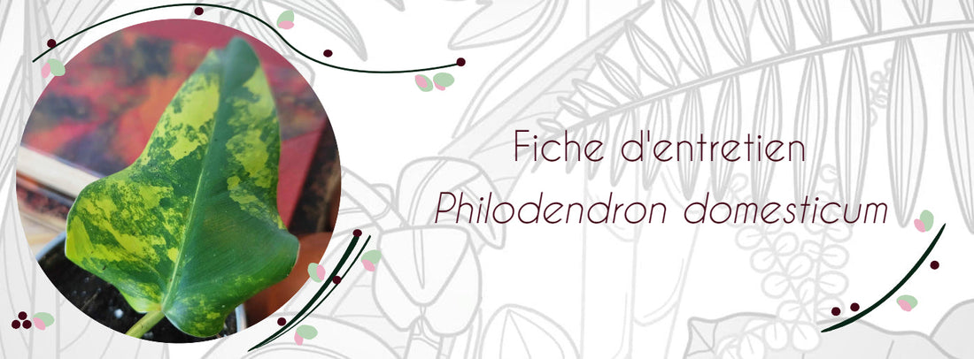 Fiche d'entretien Philodendron domesticum Variegata