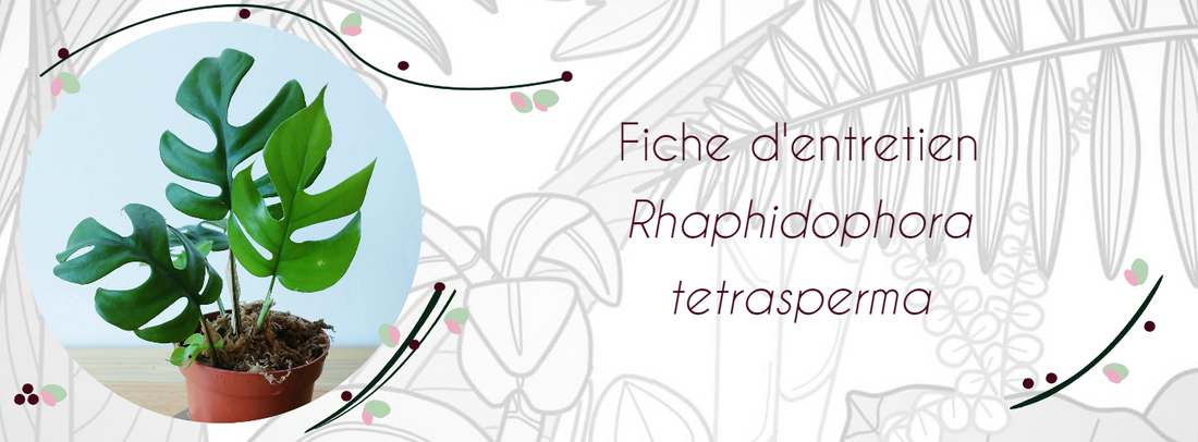 Fiche d'entretien Rhaphidophora tetrasperma