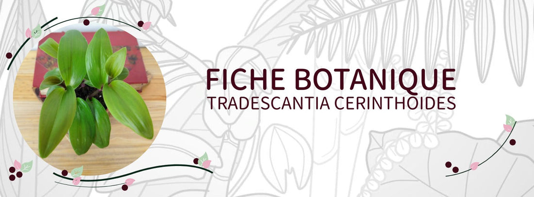 Tradescantia cerinthoides - Culture et Botanique