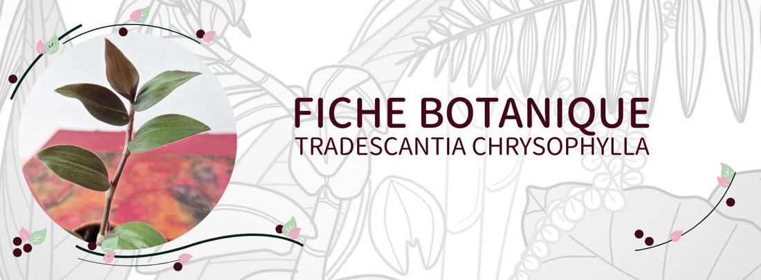 Tradescantia chrysophylla - Culture et Botanique