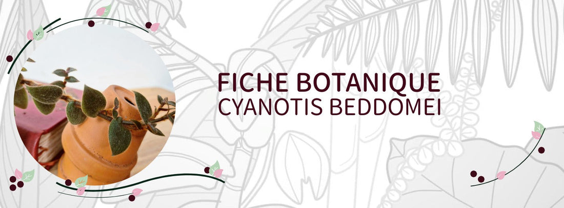 Cyanotis beddomei - Culture et Botanique