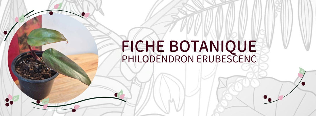 Philodendron erubescenc - Culture et Botanique