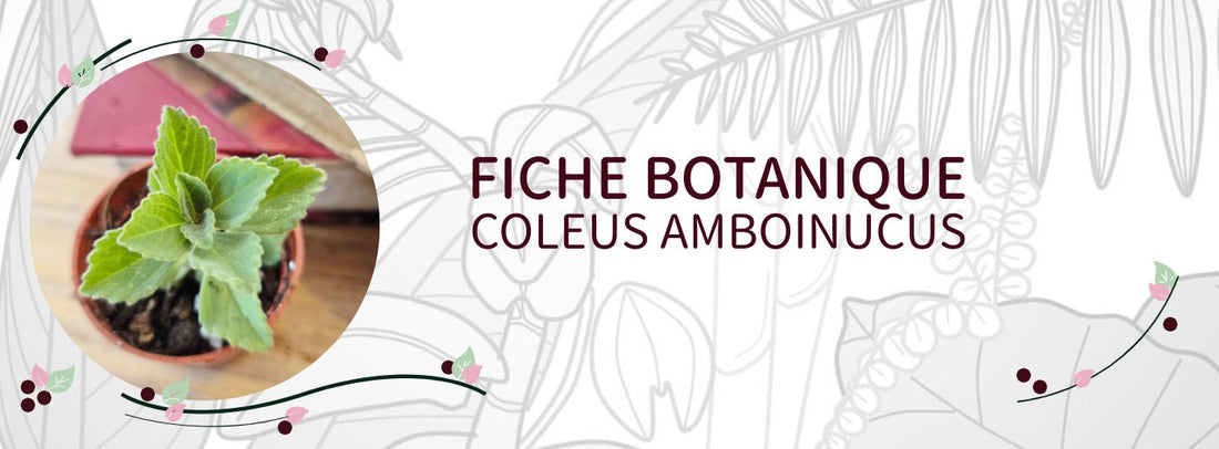 Coleus amboinicus - Culture et Botanique