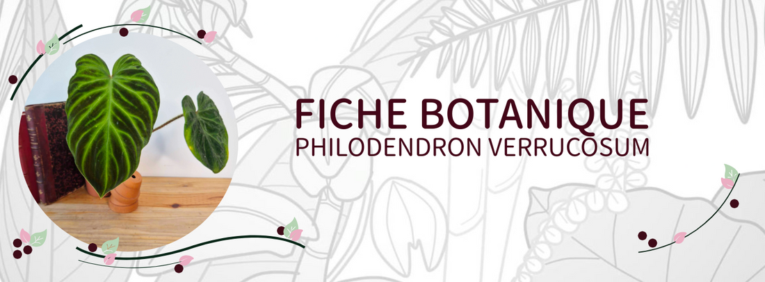 Philodendron verrucosum - Culture et Botanique