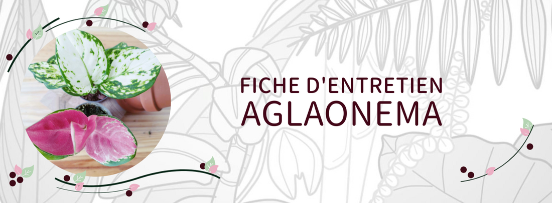Fiche d'entretien Aglaonema
