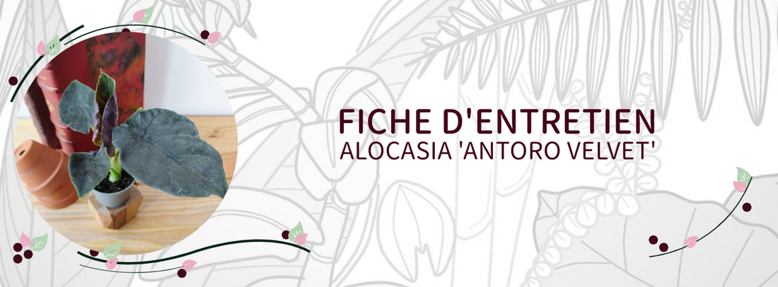 Fiche d'entretien Alocasia 'Antoro Velvet'