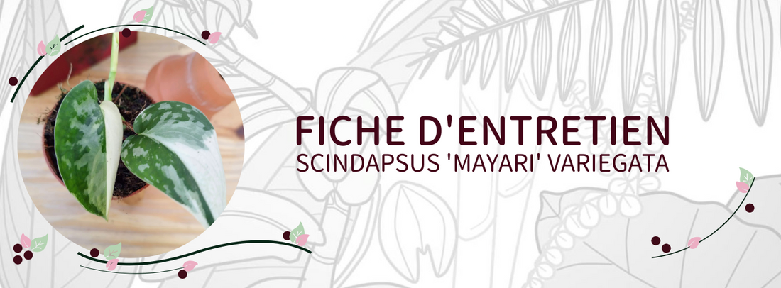 Fiche de culture Scindapsus 'Mayari'