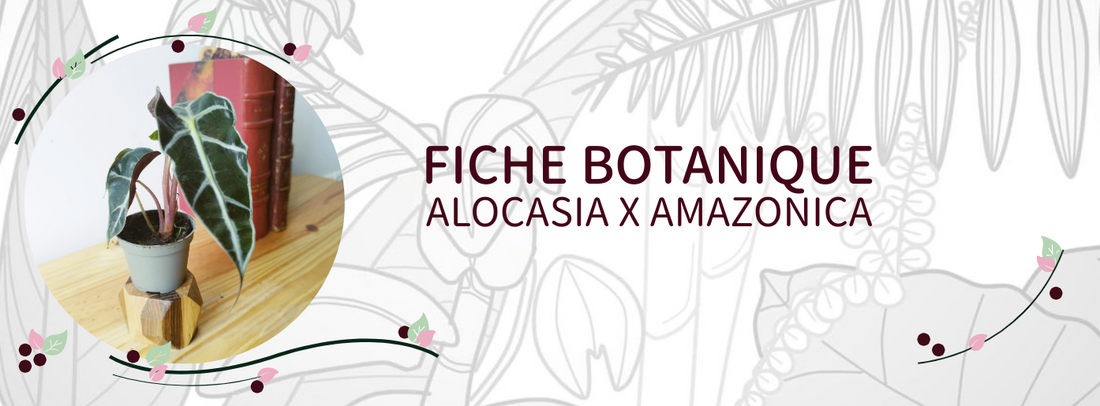 Alocasia amazonica - Culture et Botanique