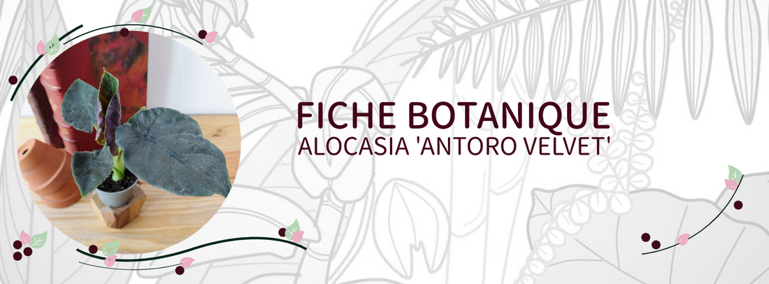 Alocasia 'Antoro Velvet' - Culture et Botanique