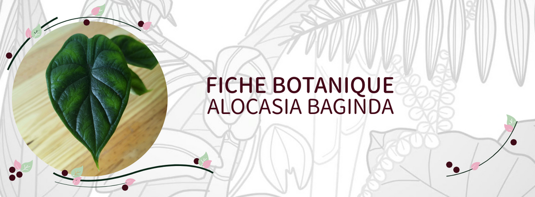 Alocasia baginda - Culture et Botanique