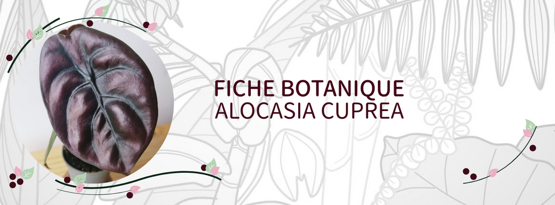 Alocasia cuprea - Culture et Botanique