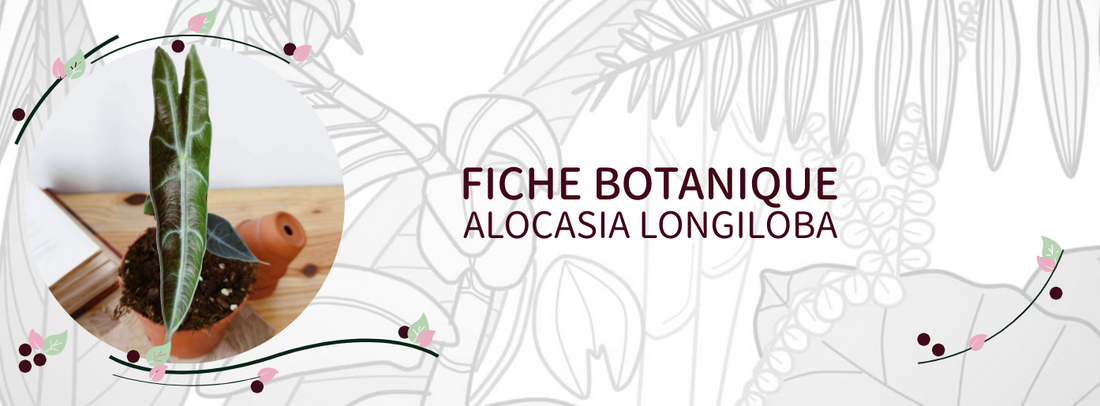 Alocasia longiloba - Culture et Botanique