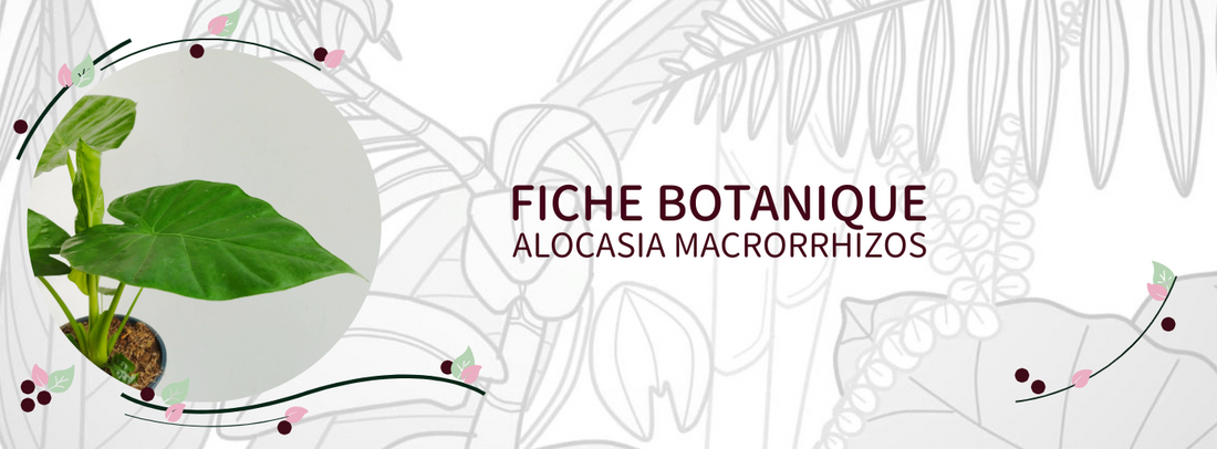 Alocasia macrorrhizos - Culture et Botanique